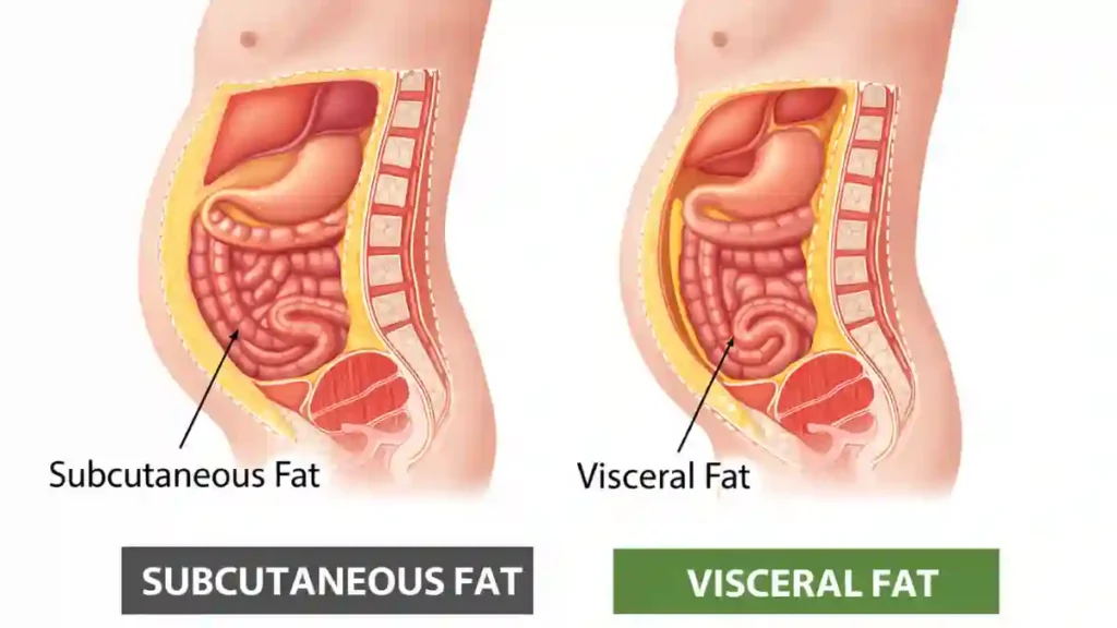 How to measure belly fat at home using waist circumference tape